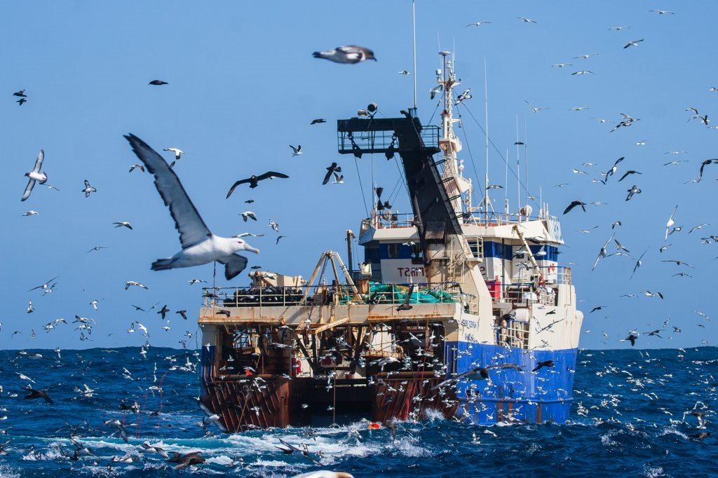 Pelagic-trip-cape-town-trawler-pelagic-birds-4748-1024x682